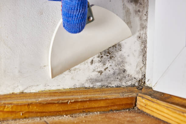 Mold Documentation for Insurance Claims in Champaign, IL